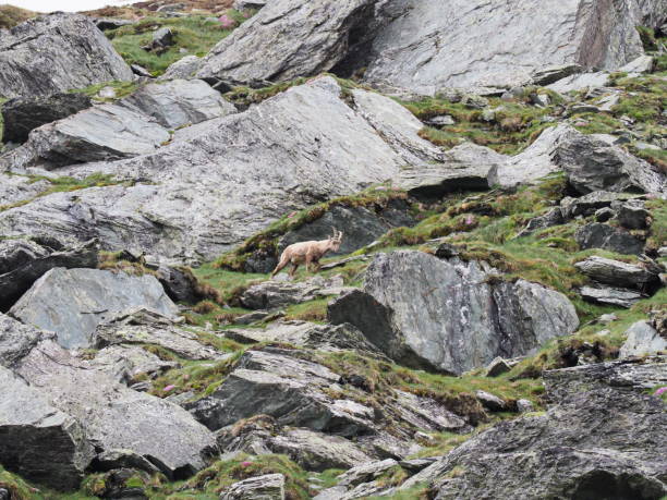 istock Stone deer in the high mountains 1195436675