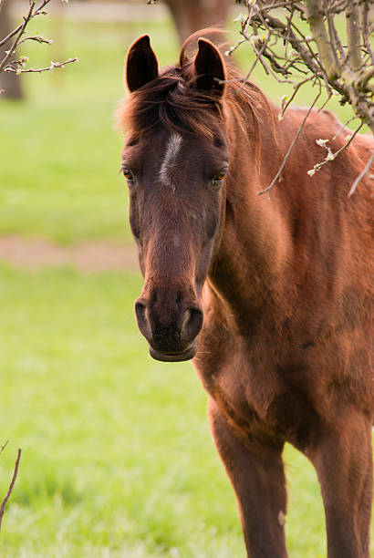 Red horse stock photo