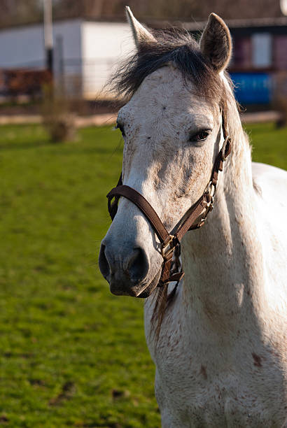 White horse stock photo