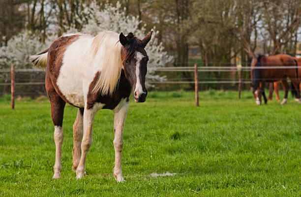 Brown and white horse stock photo