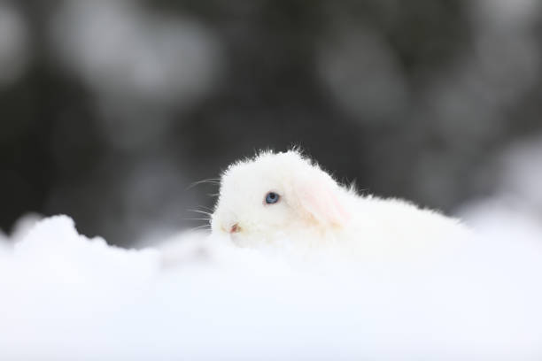 istock little white bunny in the snow 1195436982
