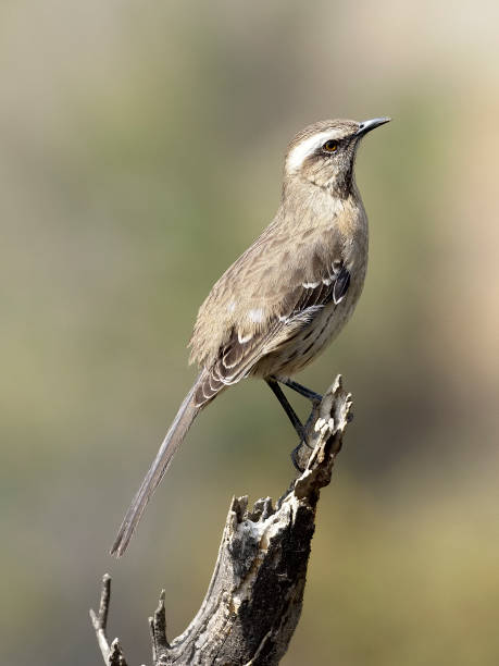 istock A Chilean Mockingbird perches on a dead branch 1195437996