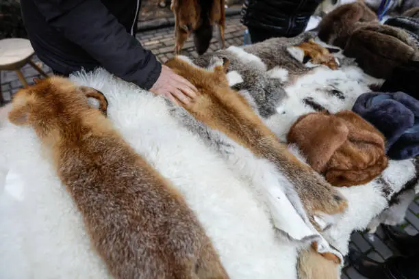 Skinned fox and other animals furs on exhibition at a peasants fair in Bucharest, Romania.