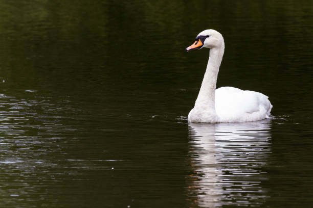 istock White Swans in the Highlands 1195438504