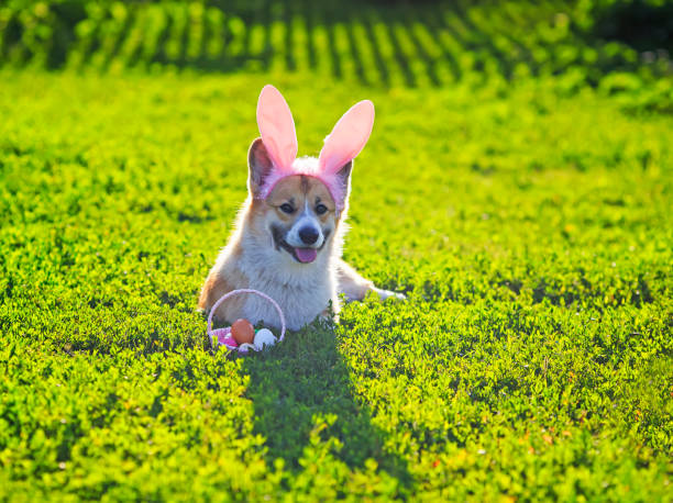 le chiot content de crabot de corgi de gingembre se trouve sur une prairie verte dans les oreilles roses de lapin avec le panier d'oeuf de pâques - easter or easter bunny or easter egg or easter basket not business not silhouette photos et images de collection