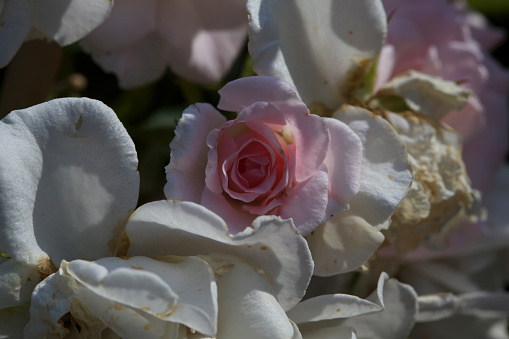 Closeup of a light pink rose surrounded by white flowers