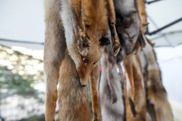Skinned fox furs with artificial eyes on exhibition at a peasants fair in Bucharest, Romania.