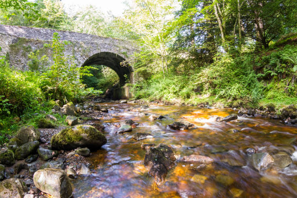 istock Banvie Burn in Scotland 1195439767