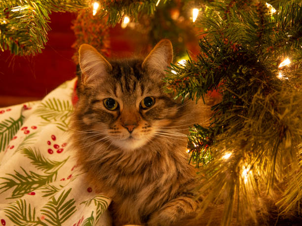 Cat under Christmas tree stock photo