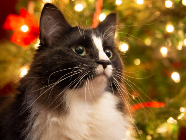 Tuxedo cat at Christmas stock photo