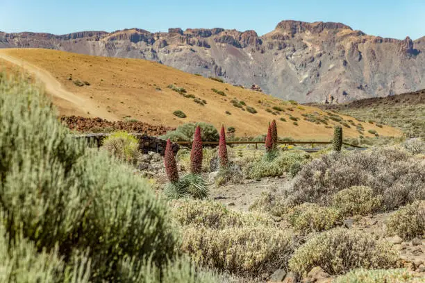 Photo of Beautiful flower Tajinaste - Echium wildpreti. The endemic flower is a symbol of the Teide National Park. Like a good honey plant, it is always surrounded by a swarm of bees. Tenerife