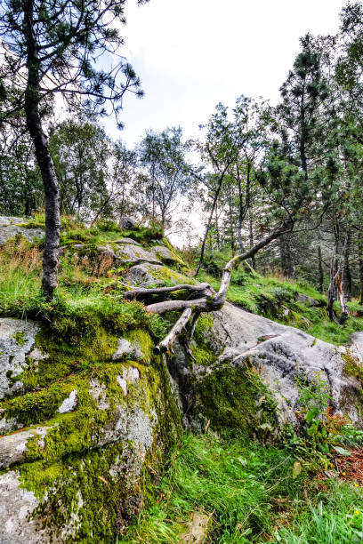 istock trees and rocks in northern forests 1195441557