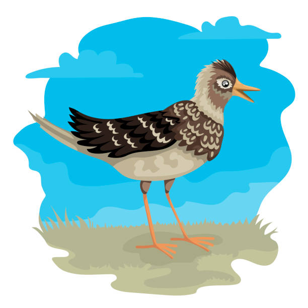 Lark stand on the grass, blue sky on the background. Vector illustration Lark stand on the grass, blue sky on the background, vector characters of birds. Isolated on white background. Flat cartoon vector illustration. alauda stock illustrations