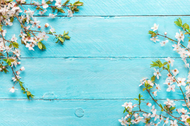 istock spring flowers cherry blossoming on blue wooden background. top view with copy space 1195442517