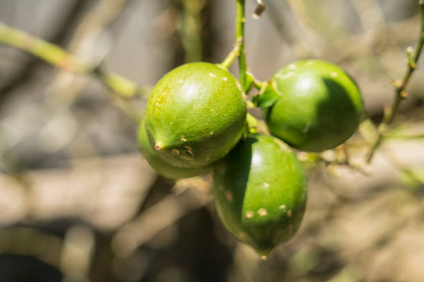 istock Ripe and fresh lemons on branch 1195442549