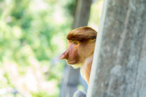 Proboscis Monkey or Nasalis Larvatus. Amazing monkey with a big nose.