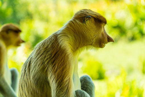 Close up of two young Proboscis monkey against bright background