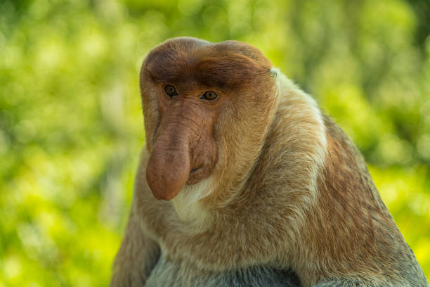 オスプロボシスサルのクローズアップ - monkey proboscis monkey malaysia island of borneo ストックフォトと画像