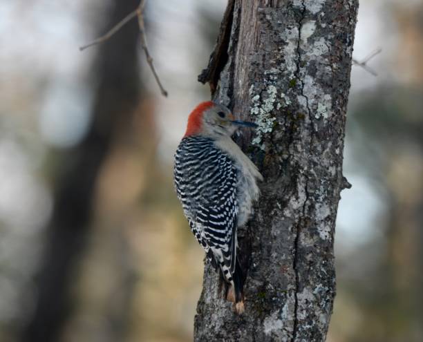 istock Red Bellied Woodpecker perched . 1195442783