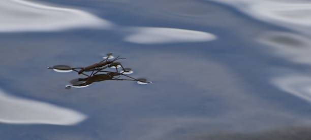 istock Water bug on the surface of the water. 1195443746