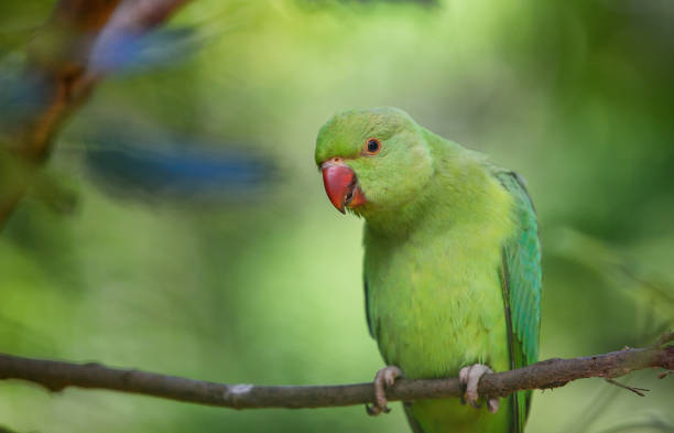 Rose-Ringed Parakeet in Hyde Park, London Rose-Ringed Parakeet in Hyde Park, London krameri stock pictures, royalty-free photos & images