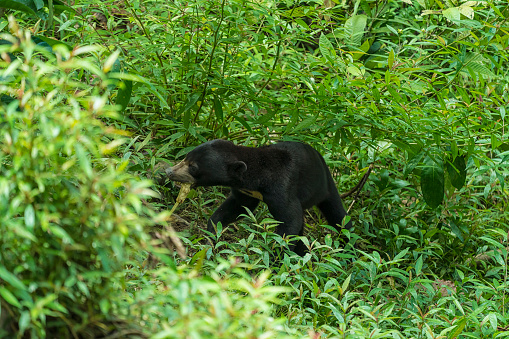 Malaysia: Sun Bear in Borneo in forest