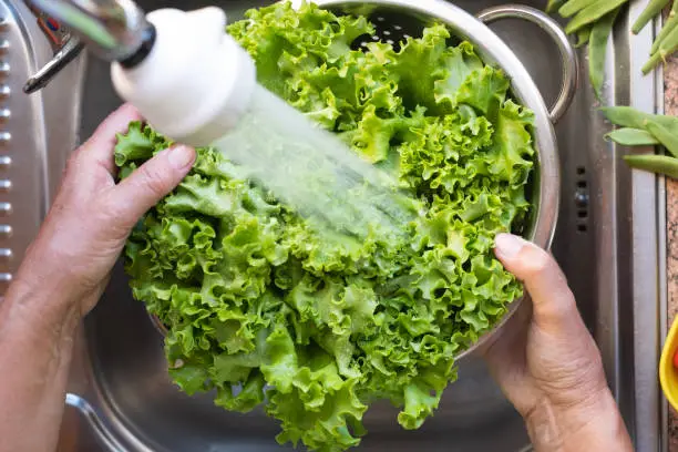Photo of Close up of two human hands washing the lettuce under a jet of water.