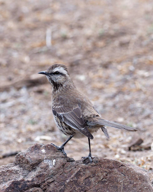 istock A Chilean Mockingbird perches on a rock 1195446513