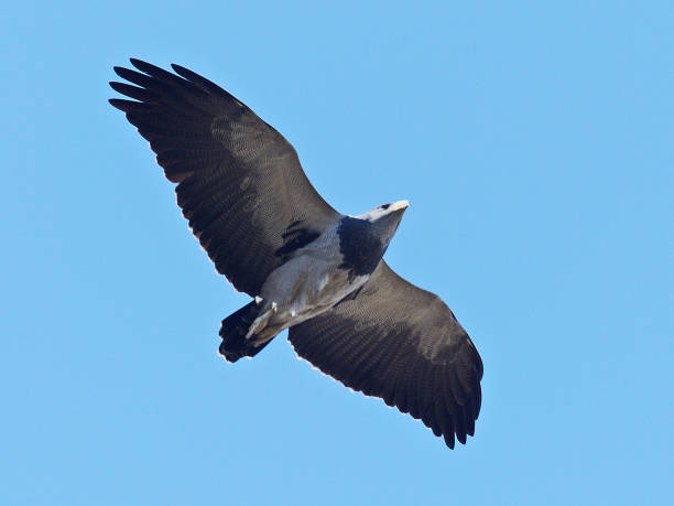istock An adult Black-chested Buzzard Eagle soars over central Chile while hunting its mammal prey 1195447083