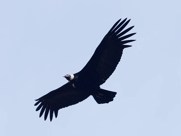 An adult Andean Condor soars over central Chile stock photo