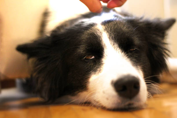 istock Black and white dog enjoys being cuddled by his owner 1195447816