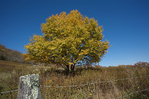 Isolated yellow hardwood along Blue Ridge Parkway stock photo