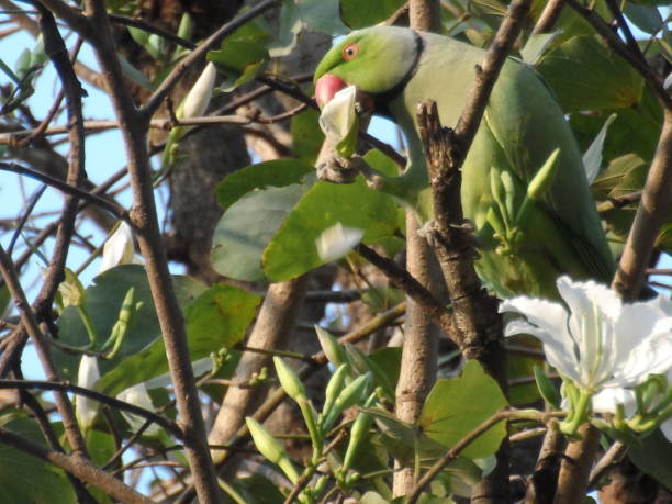 istock Green parrot eating flowers in tree in India 1195448788