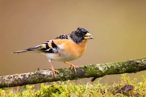 Male Brambling with sunflower grain in its beak ( Fringilla montifringilla) Male brambling. The Brambling (Fringilla montifringilla) is a small passerine bird in the finch family Fringillidae. finch stock pictures, royalty-free photos & images