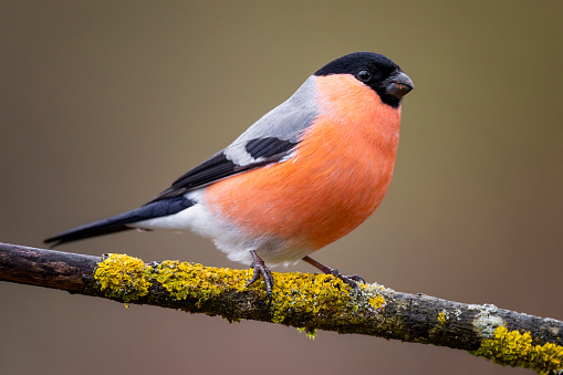 Common or Eurasian bullfinch (Pyrrhula pyrrhula) perched on branch. This is a small passerine bird breeding across Europe and temperate Asia.
