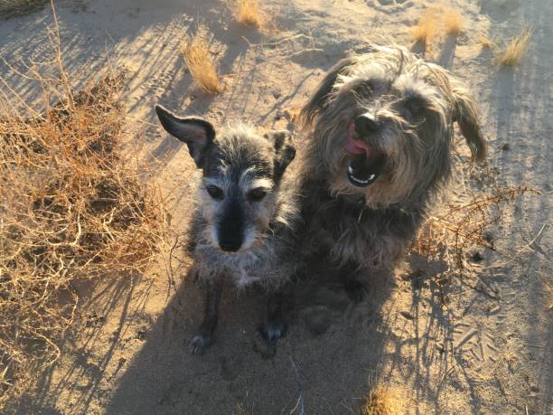 istock Dogs in the desert 1195449593