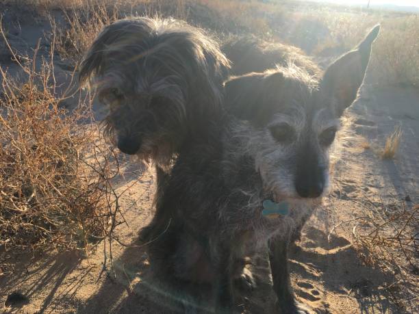 istock Dogs in the desert 1195449629