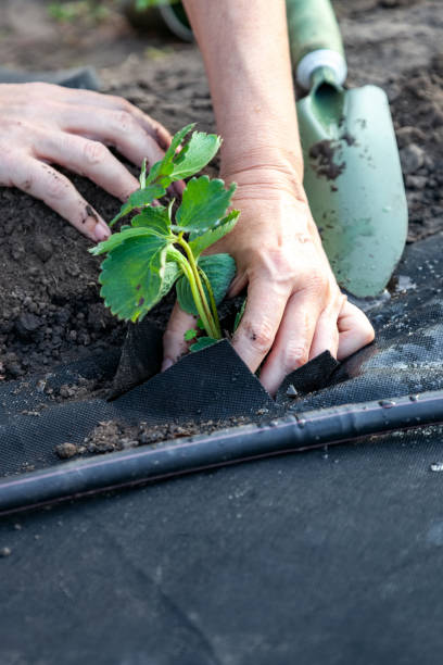 istock Planting strawberry seedling on spunbond 1195450134
