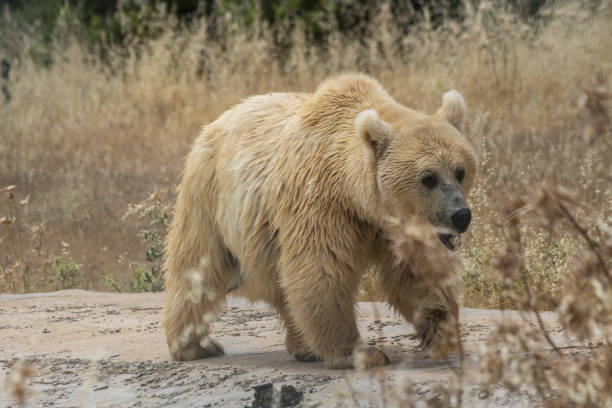 The light brown bear was roaming   Al ma'wa for Nature and Wildlife in Jordan