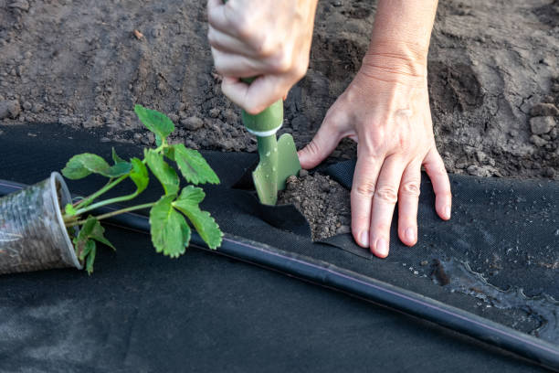 Planting strawberry seedling on spunbond