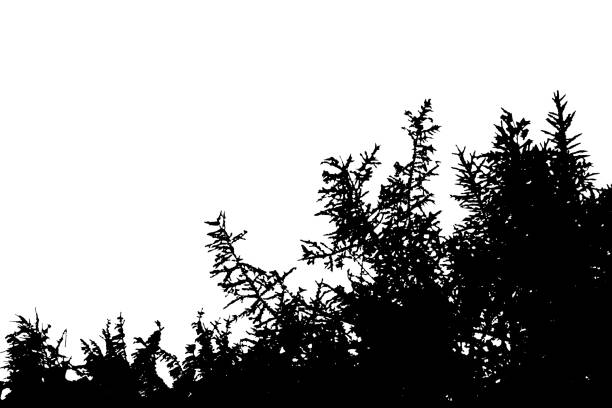 illustrations, cliparts, dessins animés et icônes de silhouette réaliste d'un bush avec des feuilles (illustration de vecteur) - hofmann