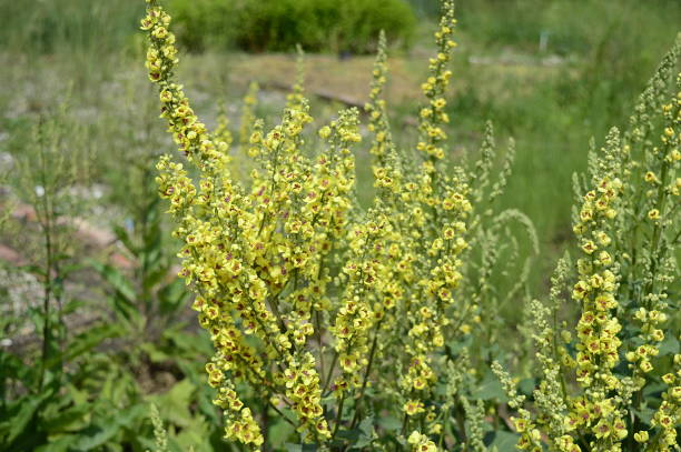 istock Verbascum nigrum with yellow flowers 1195452371