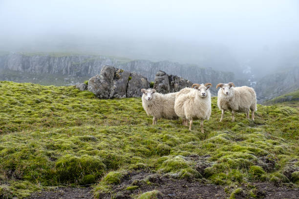 雄大な自然、霧、アイスランドの苔の背景に羊の放牧。 - waterfall iceland landscape stream ストックフォトと画像