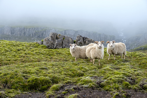 Sheep graze on the background of majestic nature, fog and Icelandic moss.
