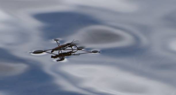 istock Water bug on the surface of the water. 1195453069