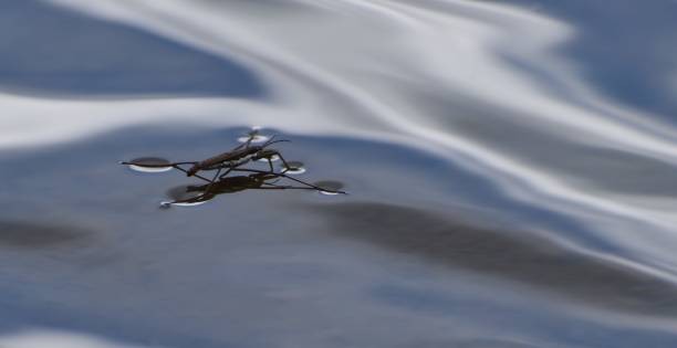 istock Water bug on the surface of the water. 1195453163