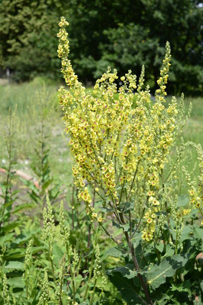 istock Verbascum nigrum with yellow flowers 1195453225