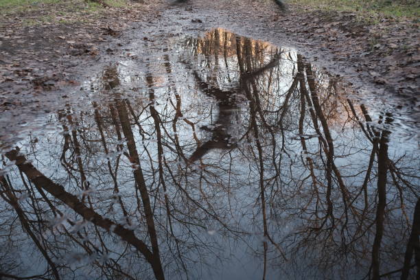 istock Puddle in a park with dead plant 1195453755