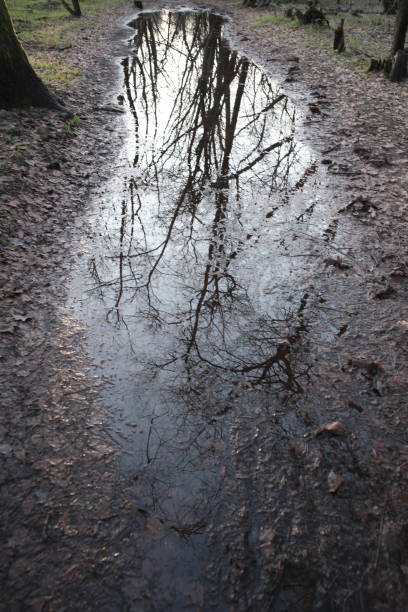 istock Puddle in a park with dead plant 1195454371