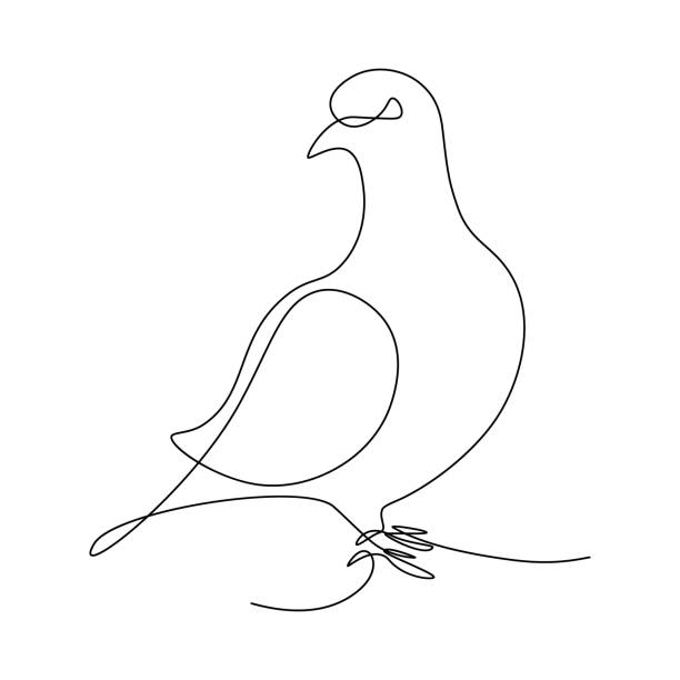 Pigeon bird Pigeon in continuous line art drawing style. Black linear sketch on white background. Vector illustration continuous line drawing bird stock illustrations